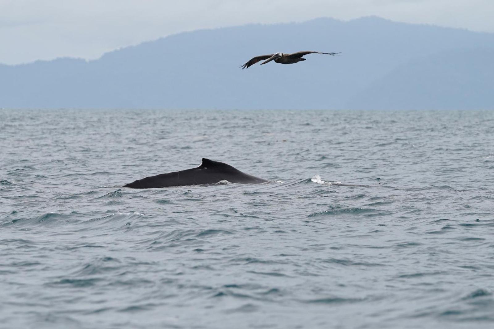 Dolphin Quest Costa Rica Villa Piedras Blancas Exterior photo