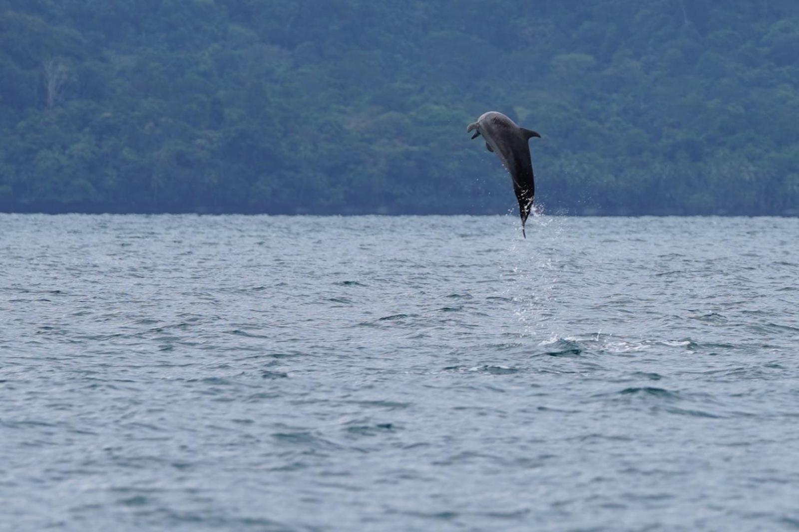 Dolphin Quest Costa Rica Villa Piedras Blancas Exterior photo